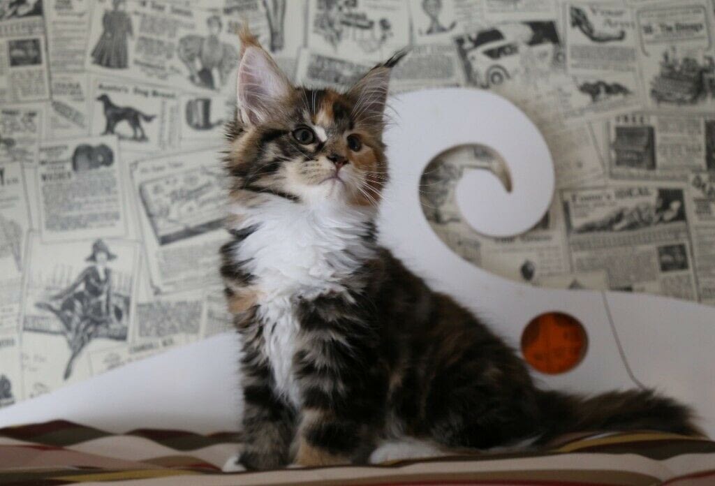 maine coon kitten for sale