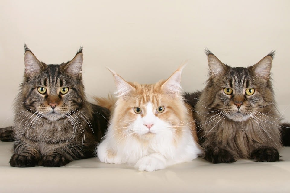 maine coon gender differences
