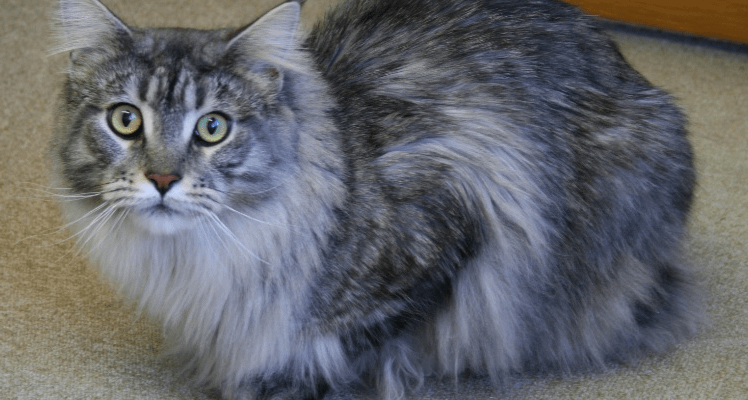 maine coon gender differences
